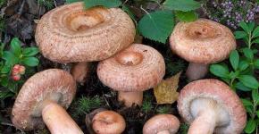 Знакомимся со съедобными грибами: краткая подборка известных видов Грибы волнушки и похожие на них