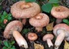 Знакомимся со съедобными грибами: краткая подборка известных видов Грибы волнушки и похожие на них