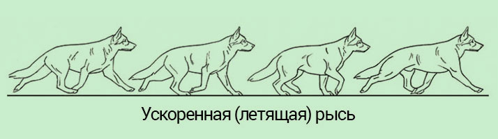 Движения собаки схема